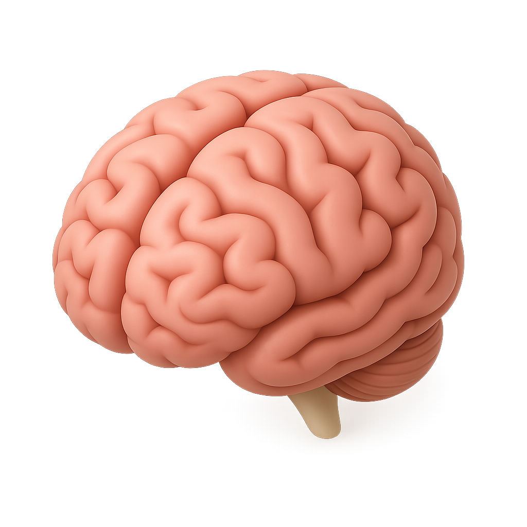 Tu segundo cerebro